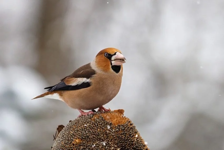 Silný zobák dlaska tlustozobého je uzpůsobený k louskání semen a ořechů.
