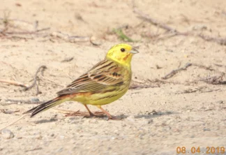 O rozpoznávání ptáků