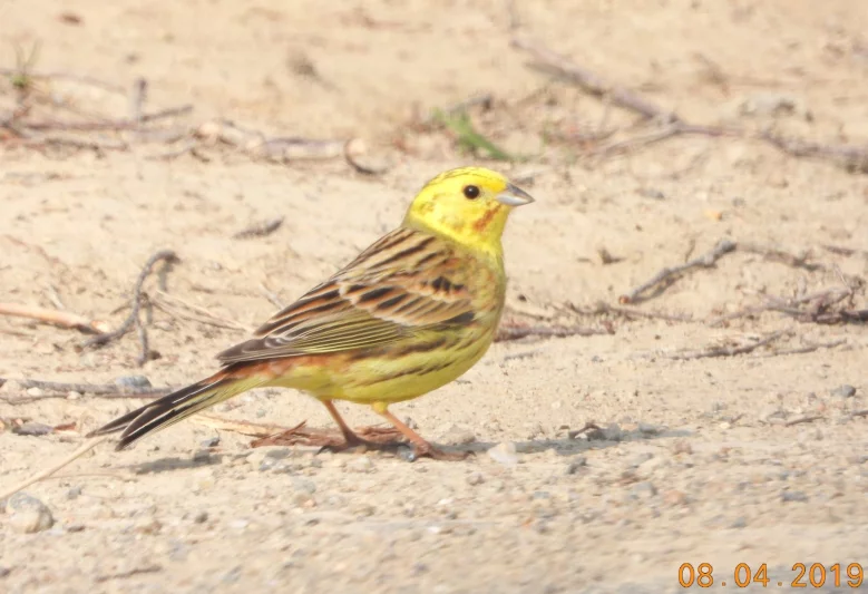 O rozpoznávání ptáků