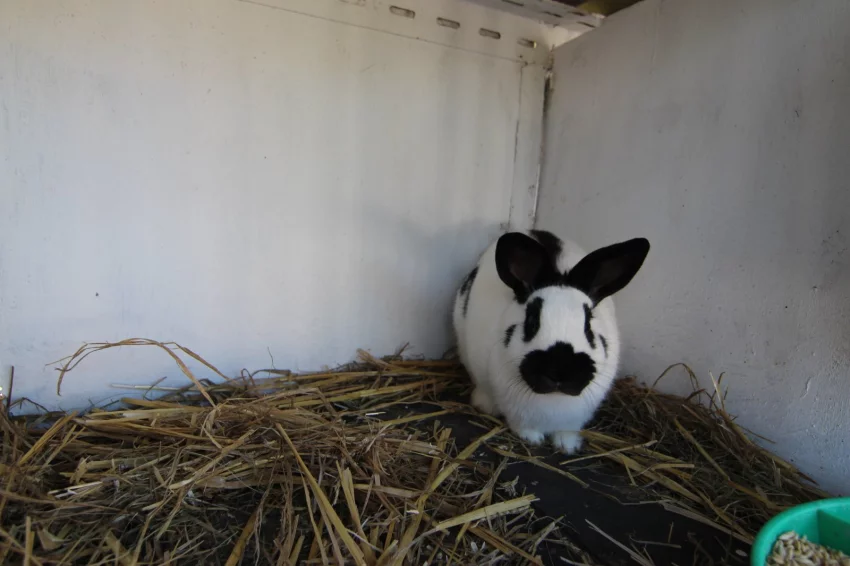Přivezl jsem si králíka z výstavy v Německu a nežere – co s tím?