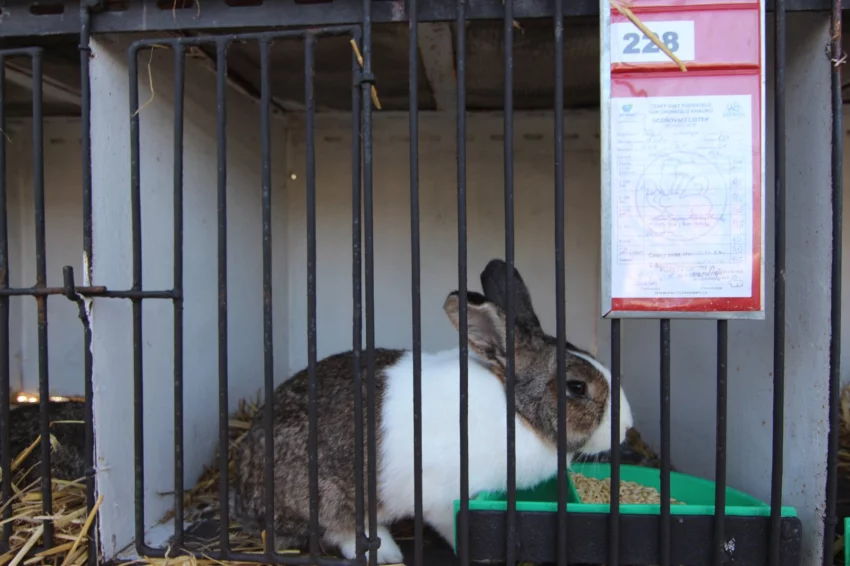 Přivezl jsem si králíka z výstavy v Německu a nežere – co s tím?