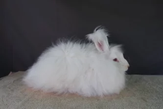 Přivezl jsem si králíka z výstavy v Německu a nežere – co s tím?