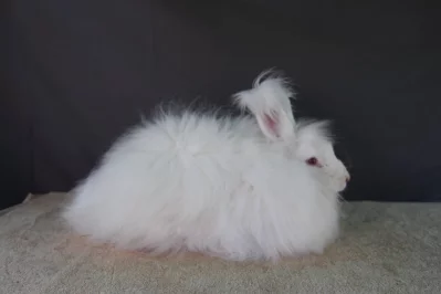 Přivezl jsem si králíka z výstavy v Německu a nežere – co s tím?