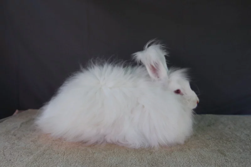 Přivezl jsem si králíka z výstavy v Německu a nežere – co s tím?