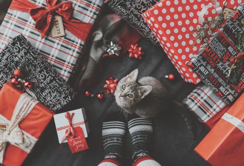 Mazlíček pod vánočním stromečkem: radost, kterou je třeba dobře promyslet