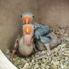 První odchov alexandra malého