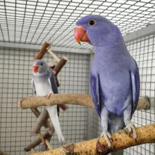 První odchov alexandra malého