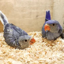 První odchov alexandra malého