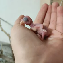 První odchov alexandra malého