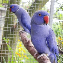 První odchov alexandra malého