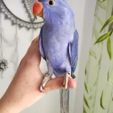 První odchov alexandra malého