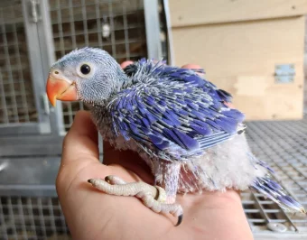 První odchov alexandra malého