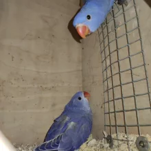 První odchov alexandra malého