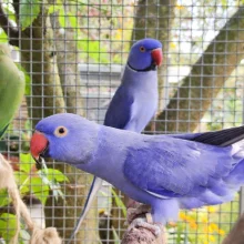 První odchov alexandra malého