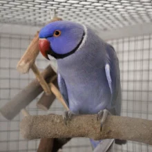 První odchov alexandra malého