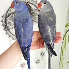 První odchov alexandra malého