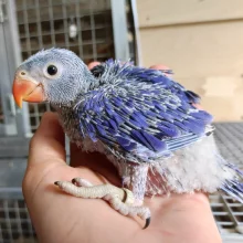 První odchov alexandra malého