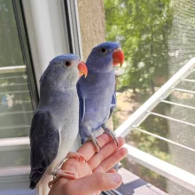 První odchov alexandra malého