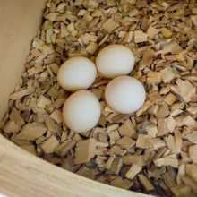 První odchov alexandra malého