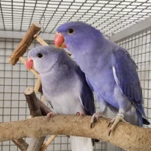 První odchov alexandra malého