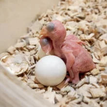 První odchov alexandra malého