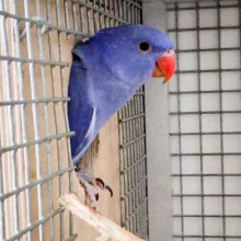 První odchov alexandra malého