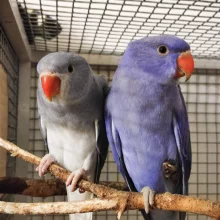 První odchov alexandra malého