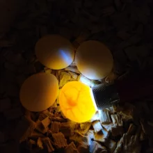 První odchov alexandra malého