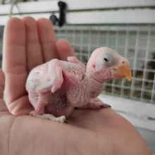 První odchov alexandra malého