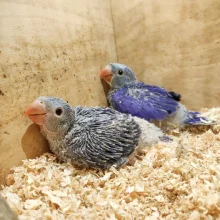 První odchov alexandra malého