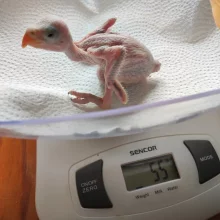 První odchov alexandra malého