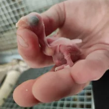 První odchov alexandra malého