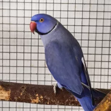 První odchov alexandra malého