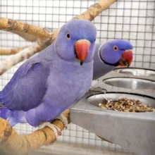 První odchov alexandra malého