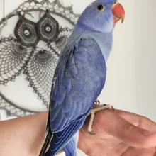 První odchov alexandra malého