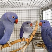 První odchov alexandra malého