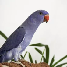 První odchov alexandra malého