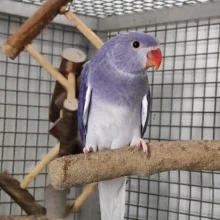 První odchov alexandra malého