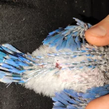 První odchov alexandra malého