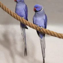 První odchov alexandra malého