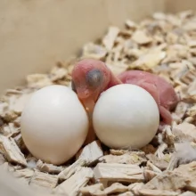 První odchov alexandra malého