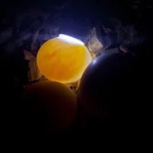 První odchov alexandra malého