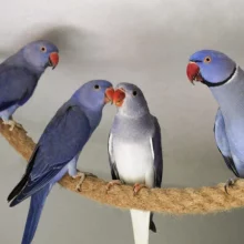 První odchov alexandra malého