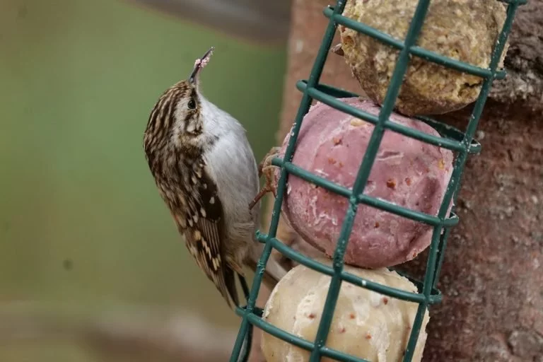 Ptačí hodinky se zúčastnilo už 26 tisíc dobrovolníků