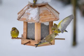 Ptačí hodinky se zúčastnilo už 26 tisíc dobrovolníků