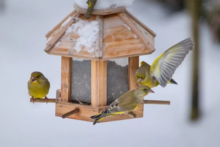 Ptačí hodinky se zúčastnilo už 26 tisíc dobrovolníků