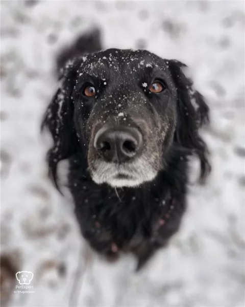 Zimní komfort pro čtyřnohé parťáky: jak dopřát pohodu i v mrazech