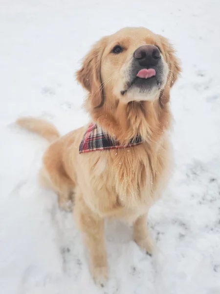 Zimní komfort pro čtyřnohé parťáky: jak dopřát pohodu i v mrazech