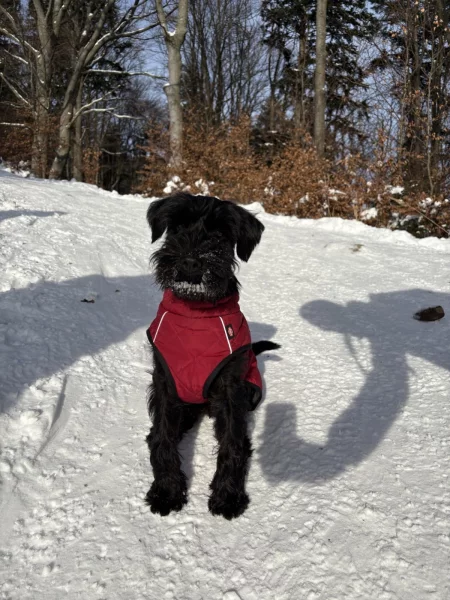Zimní komfort pro čtyřnohé parťáky: jak dopřát pohodu i v mrazech