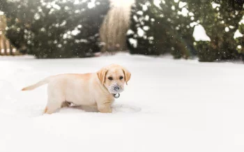 Zimní komfort pro čtyřnohé parťáky: jak dopřát pohodu i v mrazech